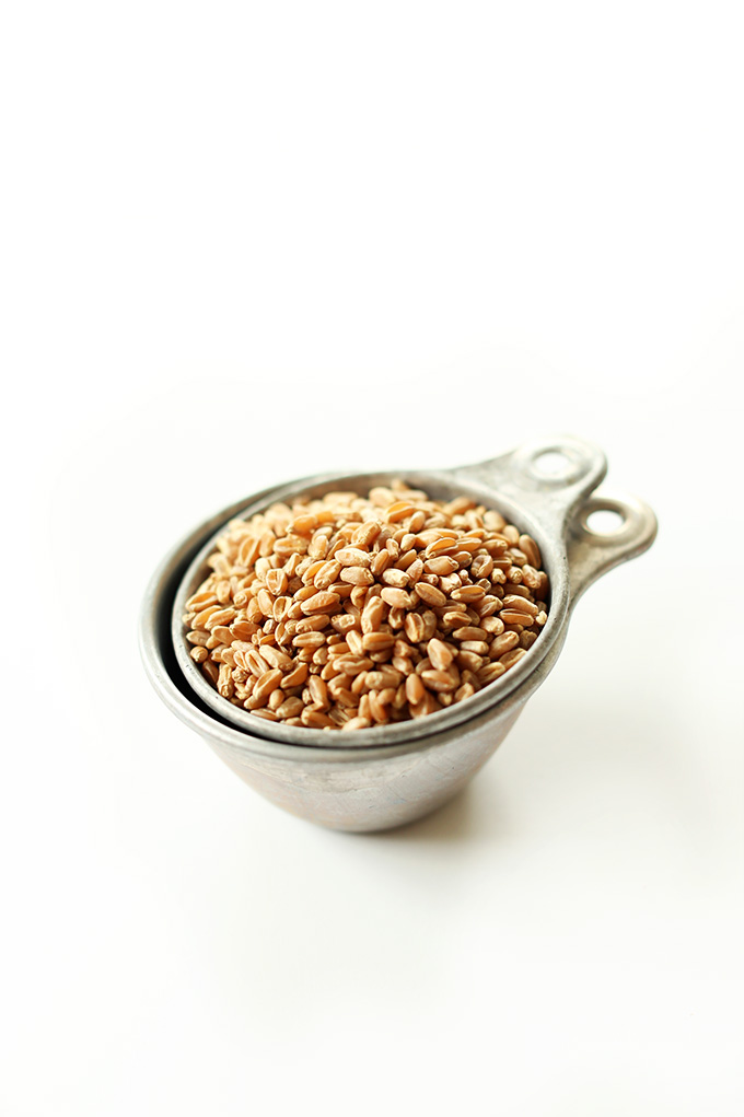 Measuring cup filled with wheat berries for a vegan Wheat Berry Salad