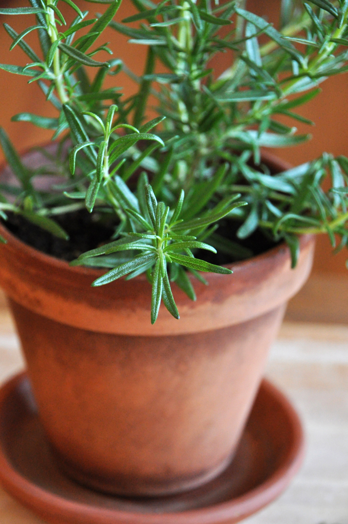 Pot of fresh rosemary for making our Rosemary Garlic Fries recipe